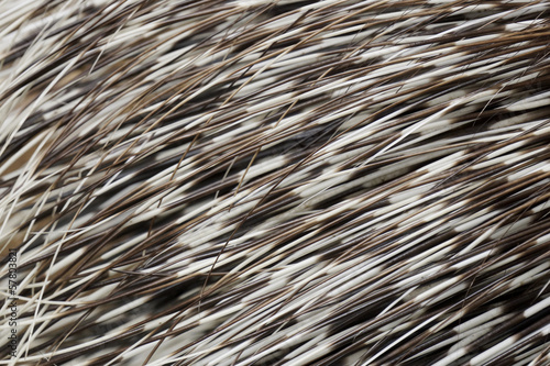 Background of the quills of a porcupine