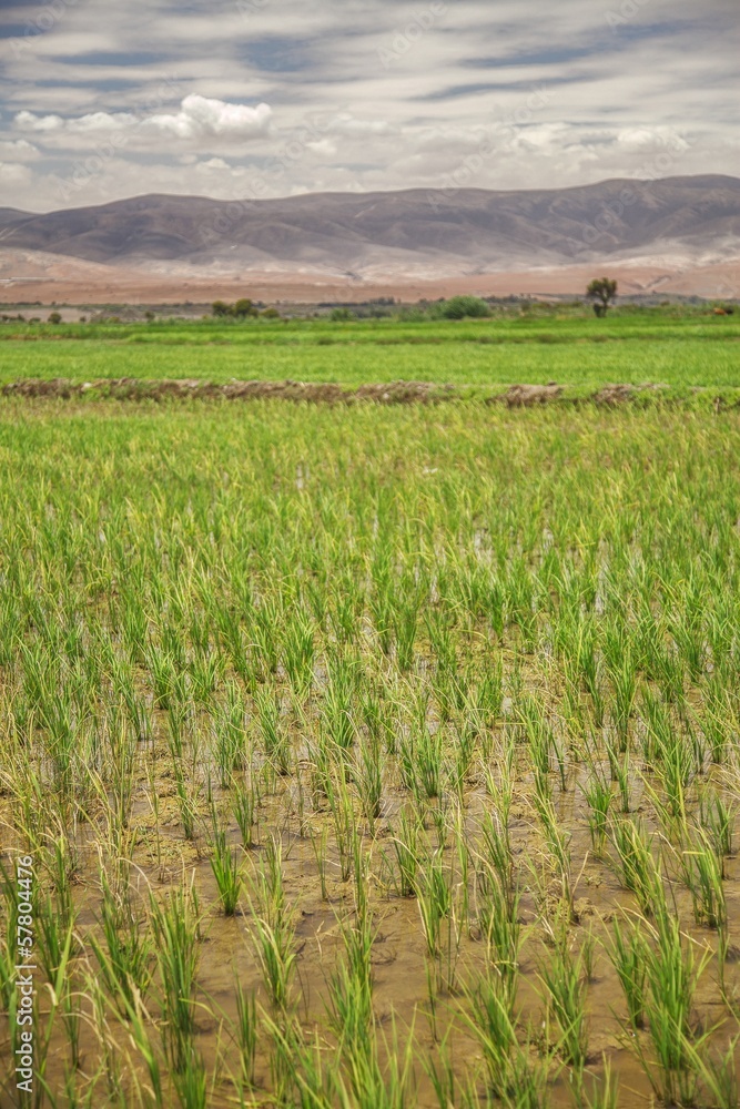 Fototapeta premium Rice Field with Mountains in the Background