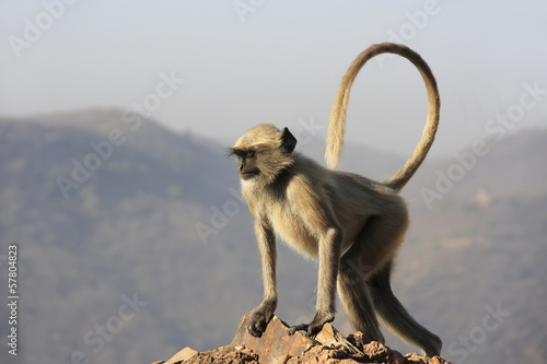 Tableau sur toile Gray langur playing at Taragarh fort, Bundi, India
