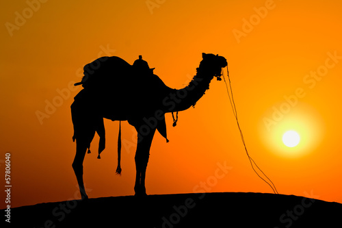 Silhouette camel at sunset on the dunes. Jaisalmer  India.