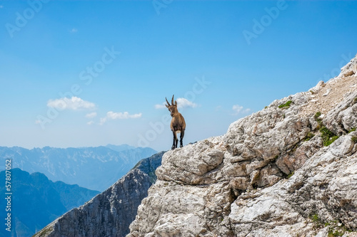 Alpine ibex