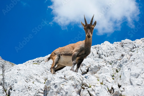 Φωτογραφία Alpine ibex