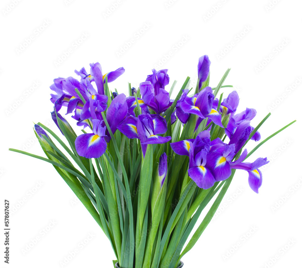bouquet of blue irise flowers