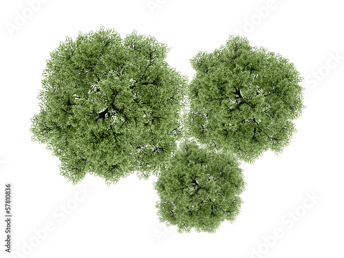 Trees rendered isolated on white