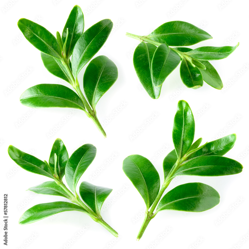 Naklejka premium Liście jagód na białym tle. Kolekcja