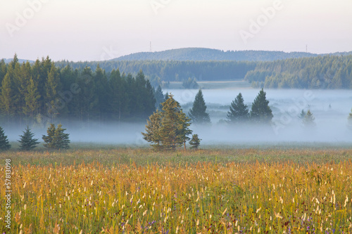 grassland and woods in fog in the morning photo