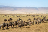 Herd of wildebeests in Ngorongoro