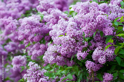 Branch of lilac flowers