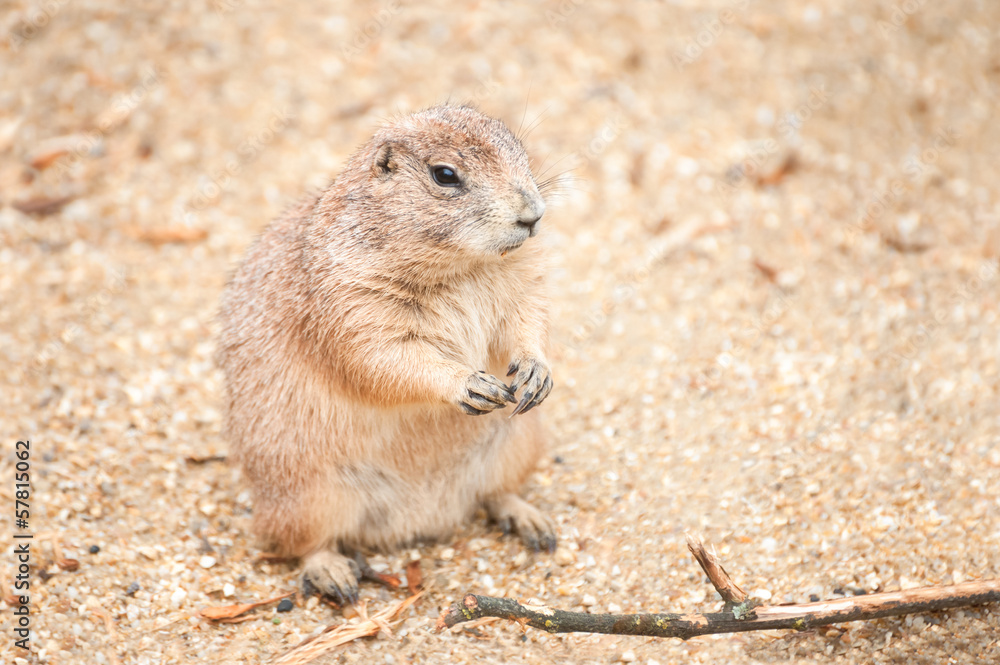 prairie dog camouflaged on a sandy background prairie dog camouflaged on a sandy background
