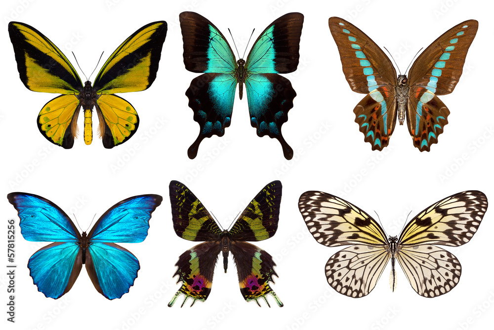 Many different beautiful butterflies Many different beautiful butterflies