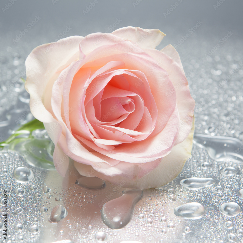 Fototapeta premium Rose on wet background