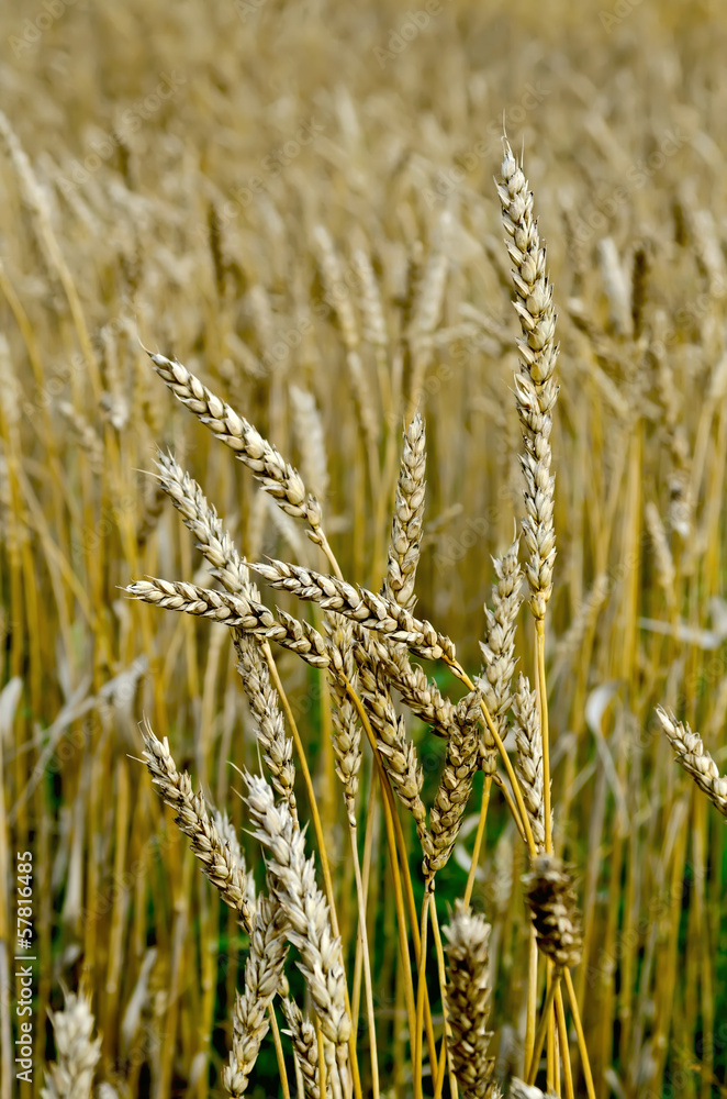 Spikelets of wheat on the field Spikelets of wheat on the field