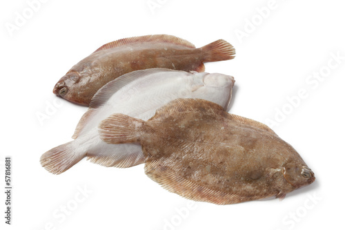 Lemon sole fishes