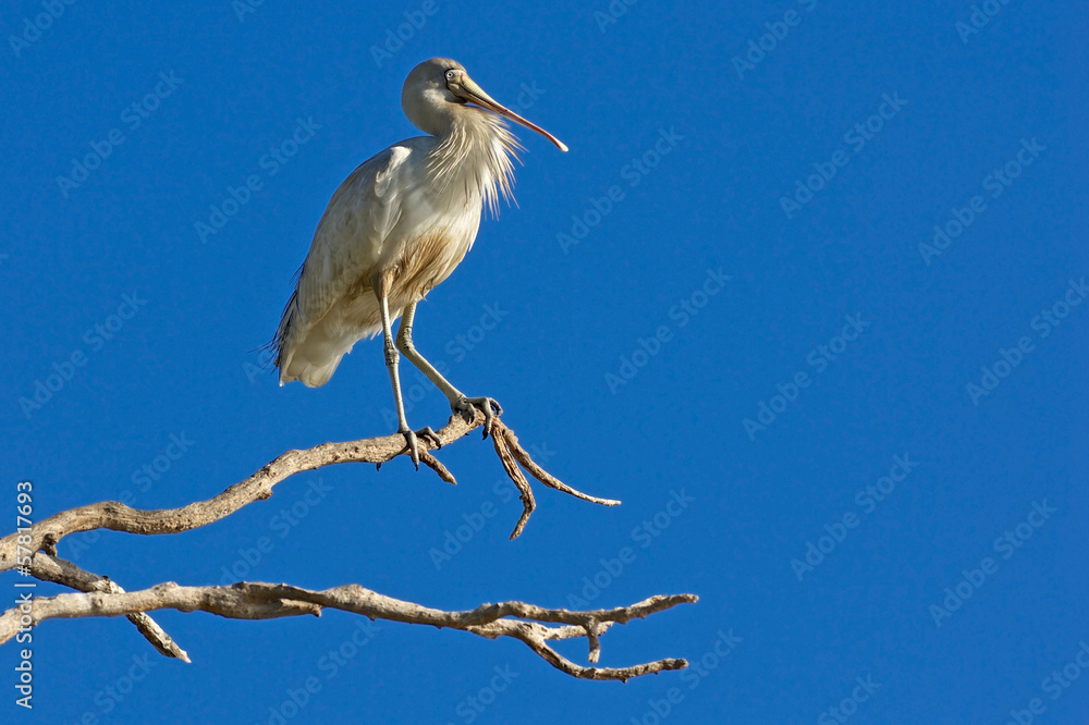 Obraz premium Yellow-Billed Spoonbill