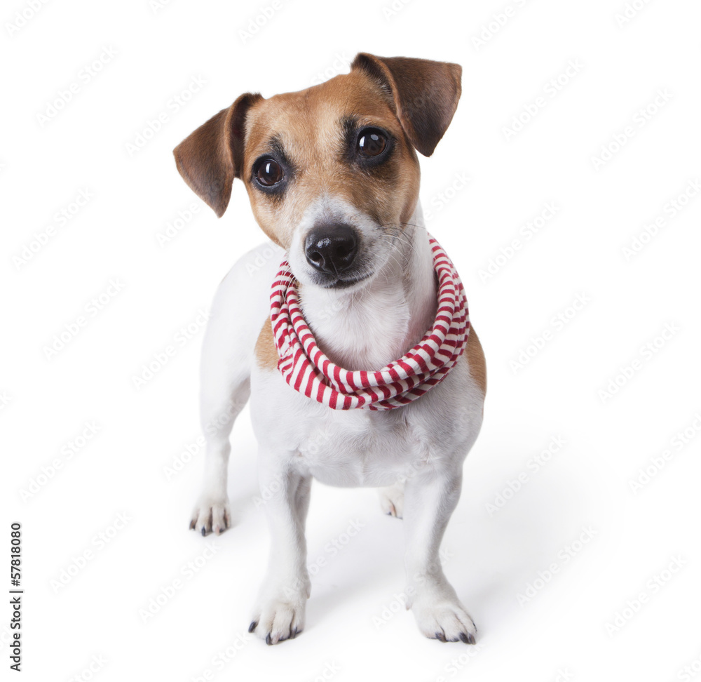 dog with a stylish accessory striped scarf