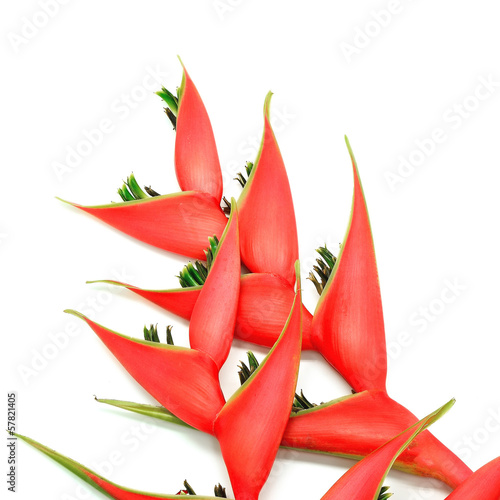 Heliconia isolated photo