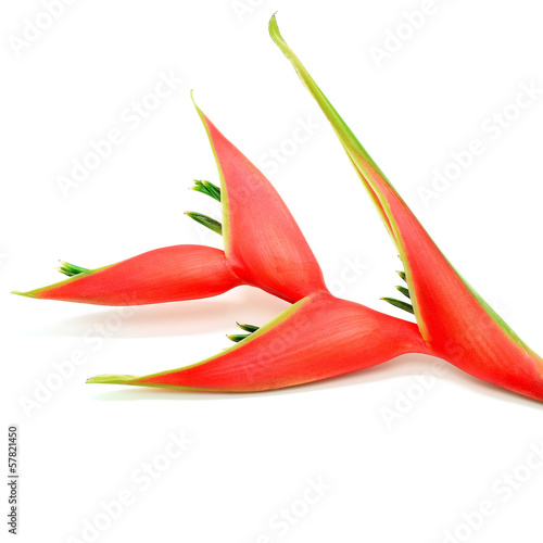 Heliconia isolated photo