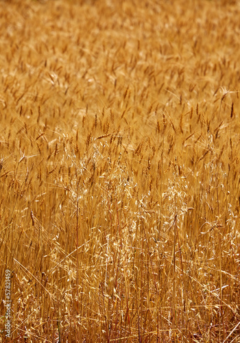 Wheat Crop