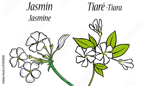 Jasmin - Tiaré