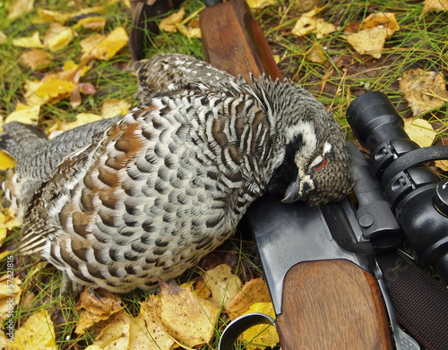 Fotografie hazel grouse