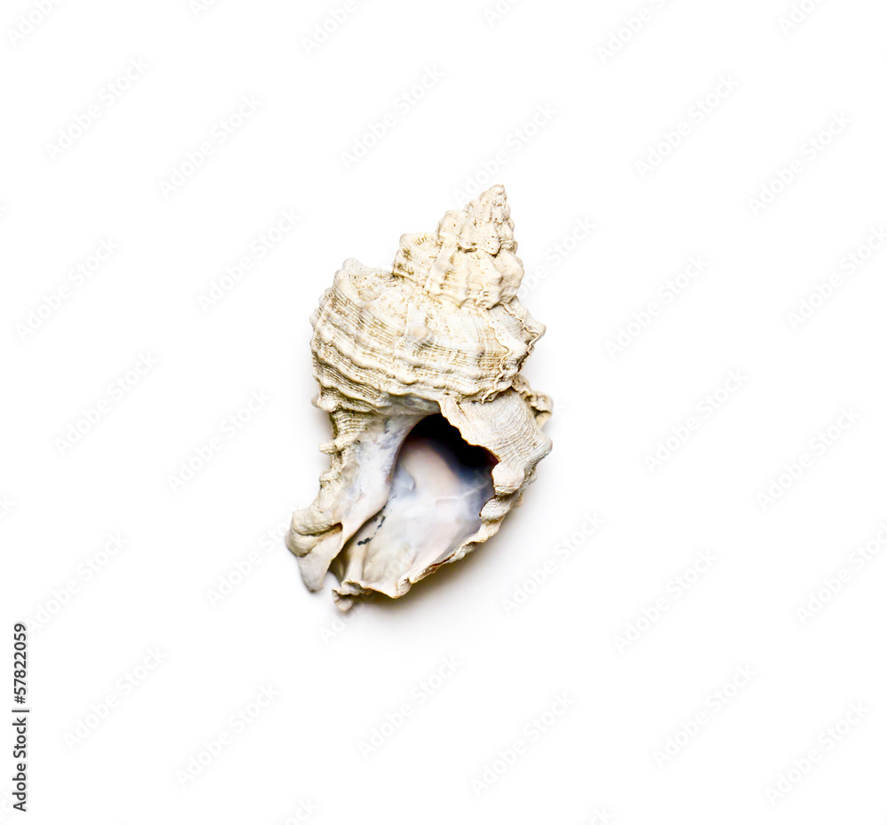 Seashell. Seashell.