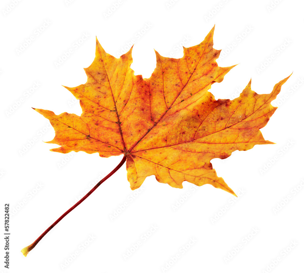 Maple-leaf isolated over white Maple-leaf isolated over white