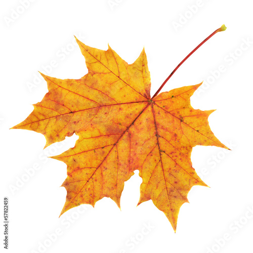 Wallpaper Mural Maple-leaf isolated over white Torontodigital.ca