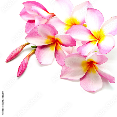 pink Plumeria