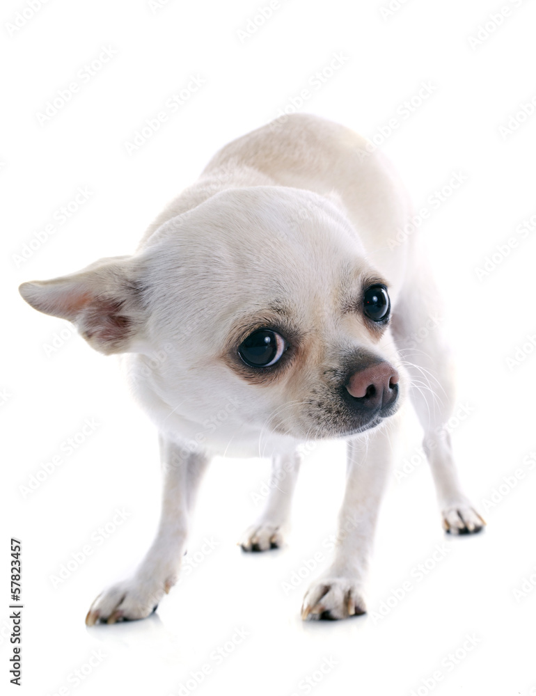 afraid chihuahua