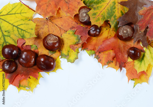 autumn leaves and chesnuts with scpae for your text photo