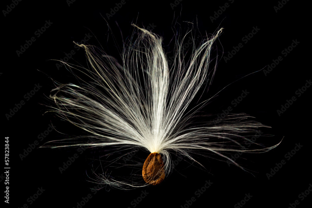 Obraz premium Macro photo of swamp milkweed seed pod