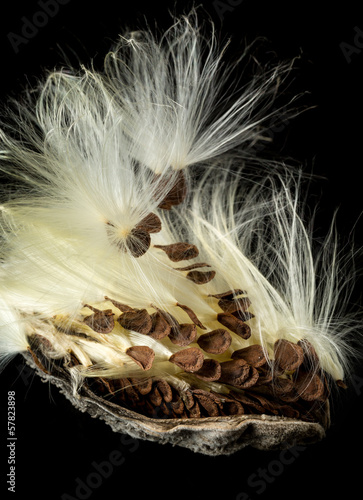Macro photo of swamp milkweed seed pod