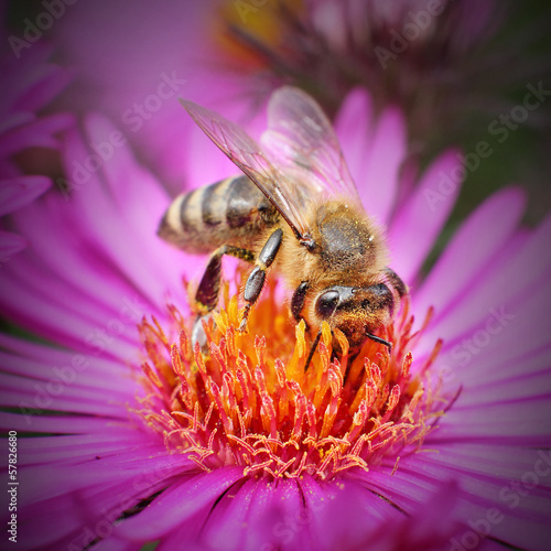 The Honey bee (Apis mellifera) pollinating of New York aster. photo