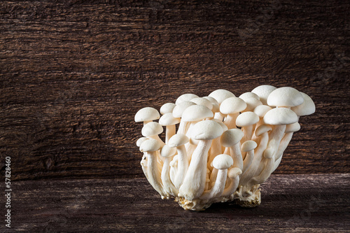 White shimeji mushroom photo