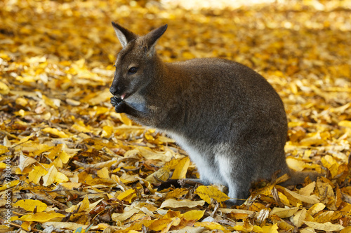 Kleines Wallaby  K  nguruh  im Herbst  Notamacropus 
