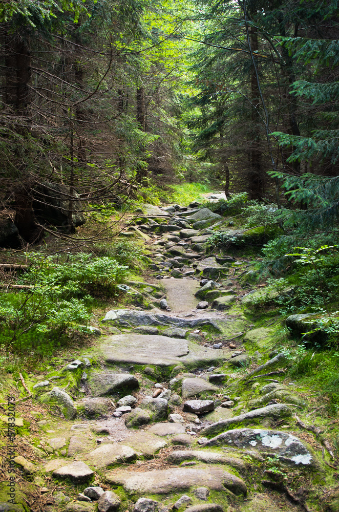 Fototapeta premium Stony path in the woods
