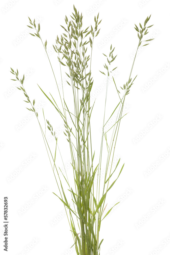Bromus hordaceus Bromus hordaceus
