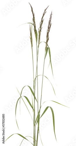 Festuca arundinacea