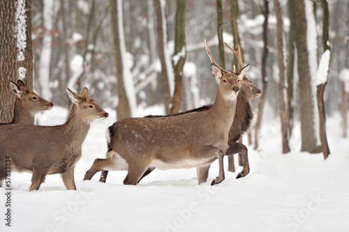 Wallpaper Mural Deer in winter forest Torontodigital.ca