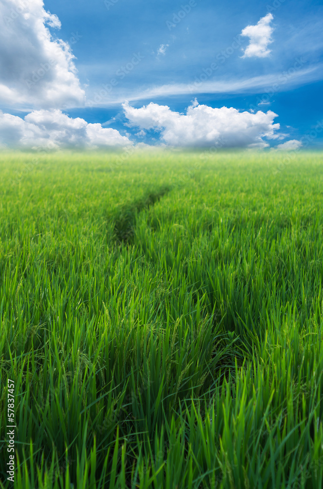 Rice field Rice field