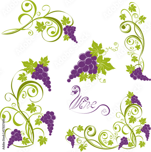 Grapevine. Vector wine design elements
