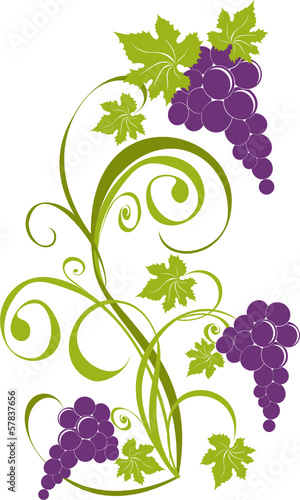 Grapevine. Vector wine design elements