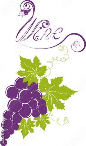Grapevine. Wine design elements