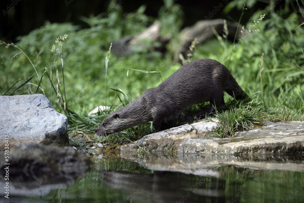 Otter, Lutra lutra Otter, Lutra lutra