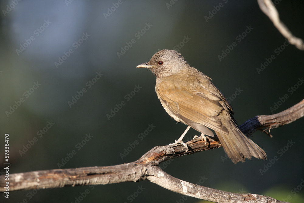 Pale-breasted thrush, Turdus leucomelas Pale-breasted thrush, Turdus leucomelas