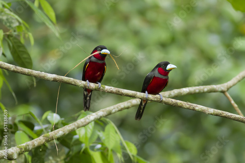 Colorful of black and red bird,Black-and-Red broadbill © kworraket