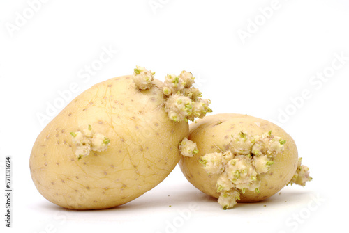 Sprouting potatos isolated on a white background photo