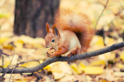 Squirrel in autumn park #57841048