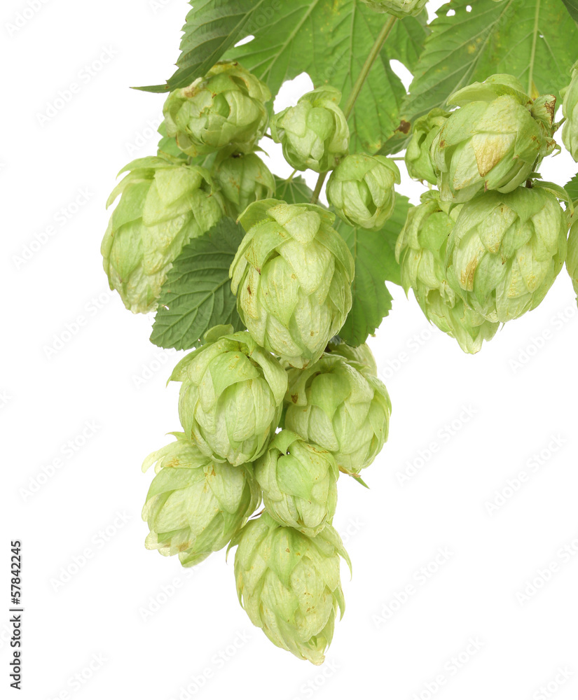 Hop floweron branch.