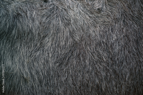 Buffalo fur texture